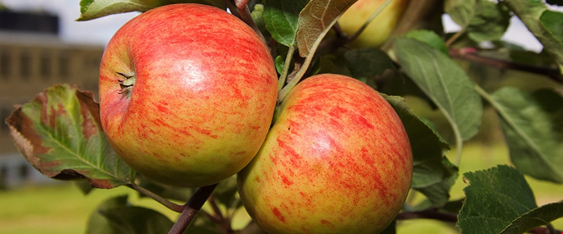 Mer norske epler – med og uten frostskade