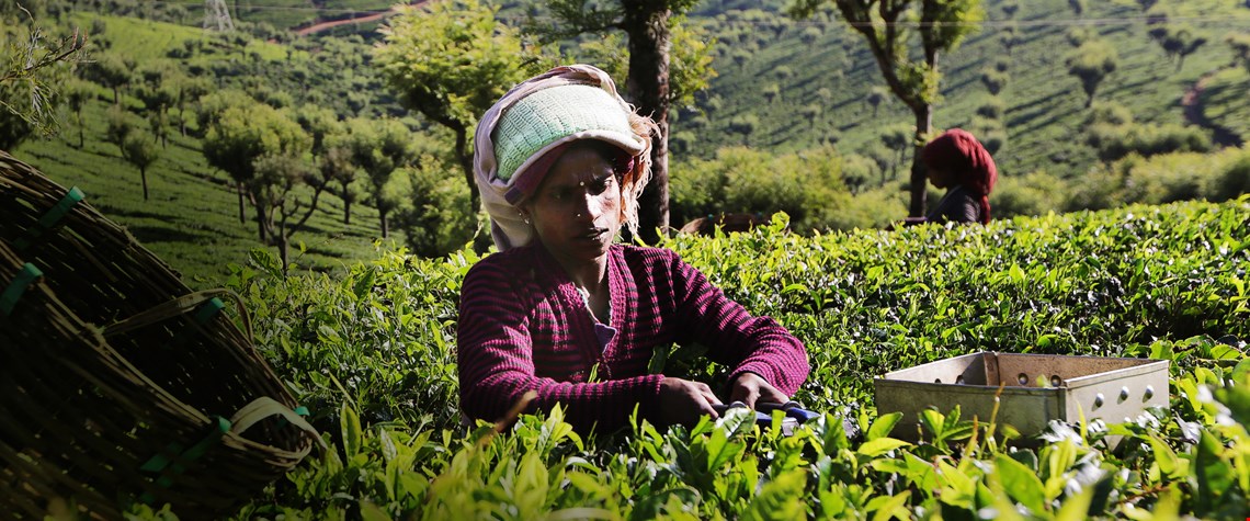 Unil leverer nå kun Fairtrade-merket te