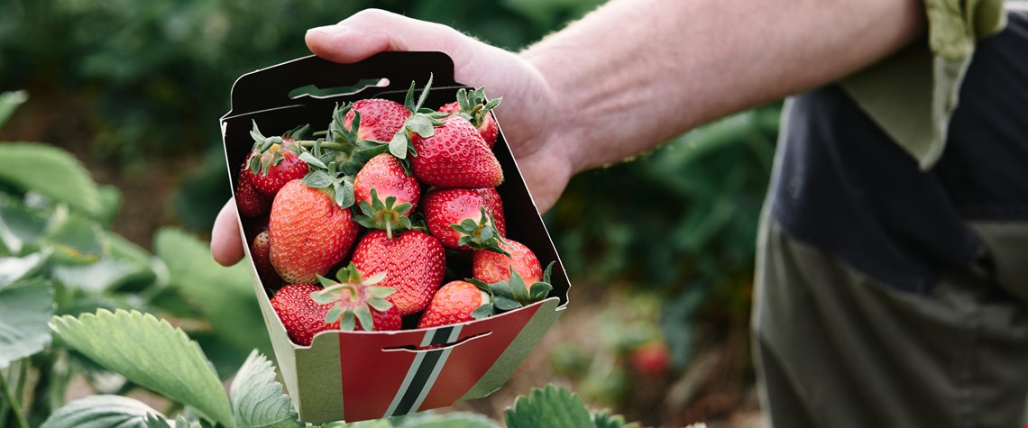 Vil øke jordbærsalget med 50 prosent
