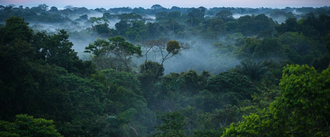 Viktig avtale for å stanse avskoging