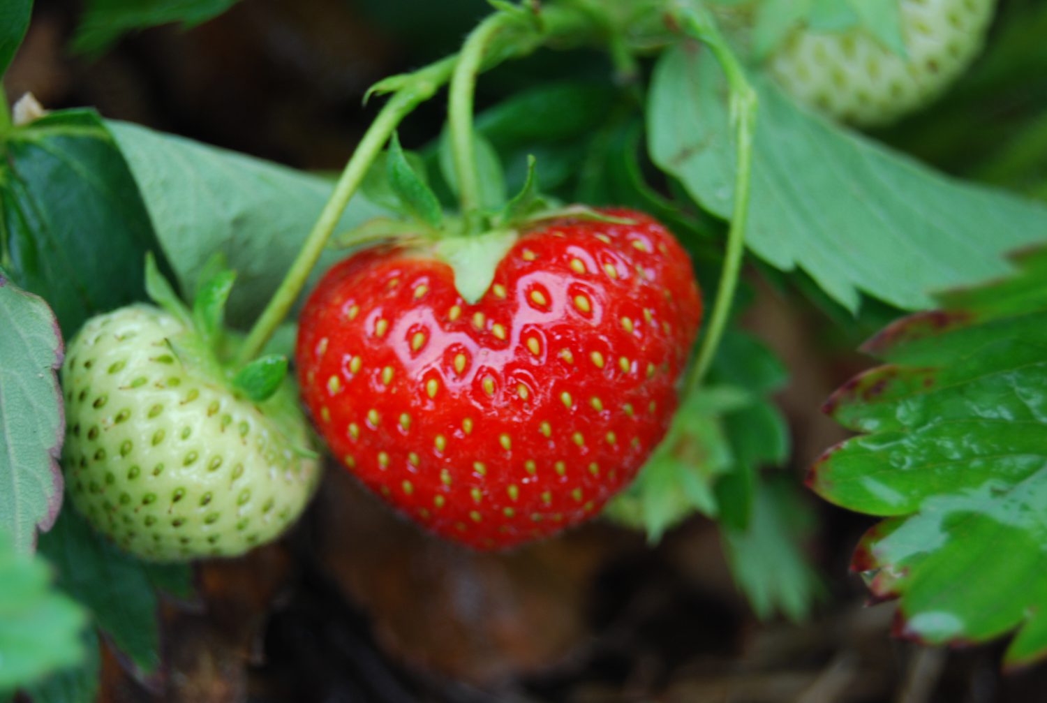 Videreutvikler det grønne matfatet