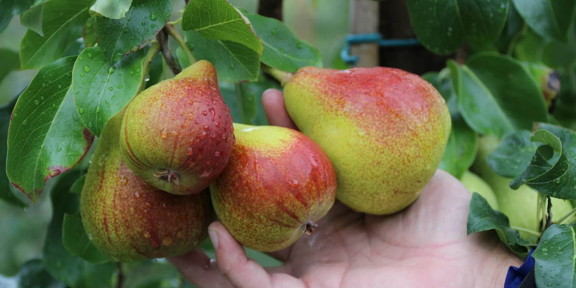 Nye tildelinger fra Grofondet