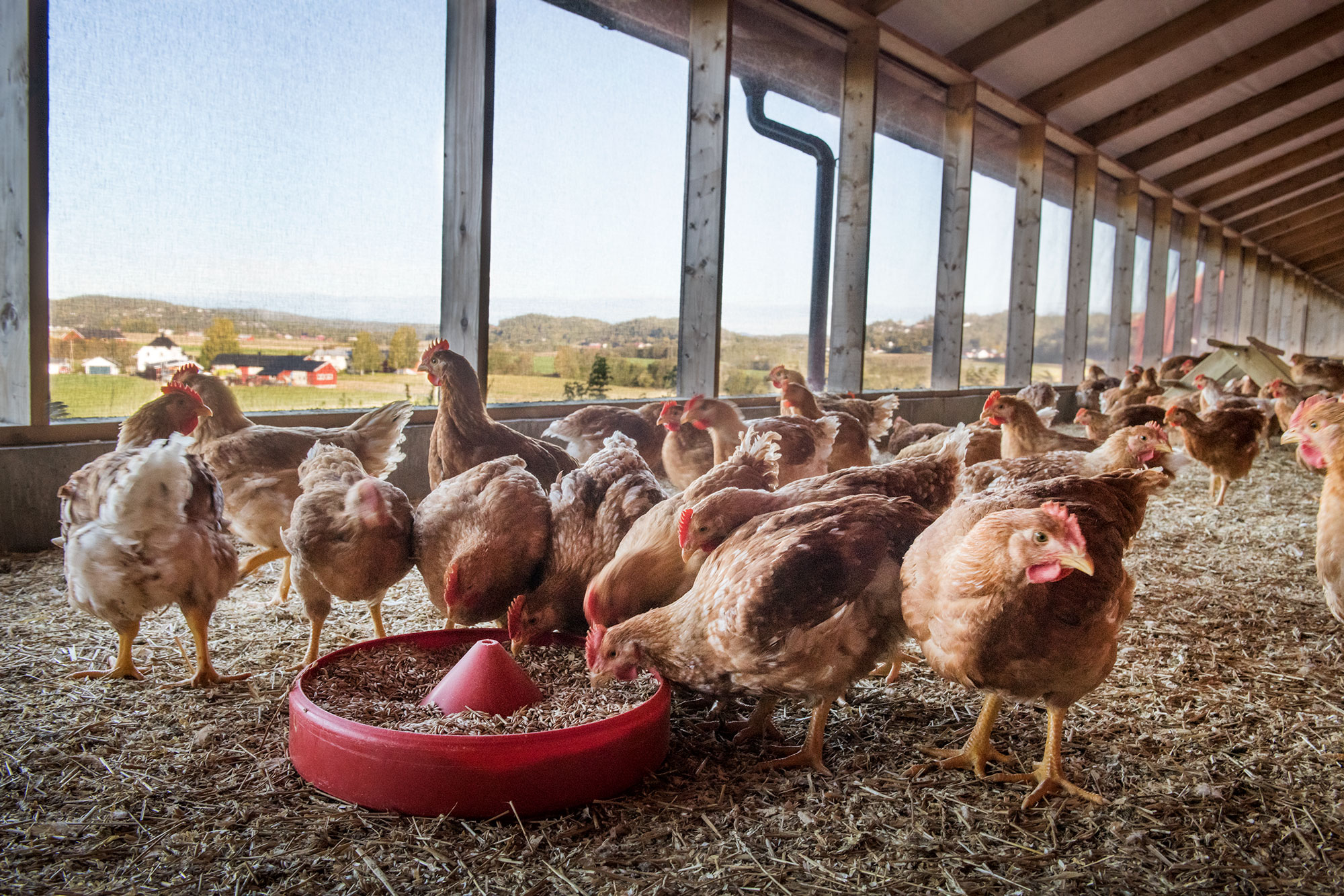 Lerstang kylling og Meny med soyafritt fôr