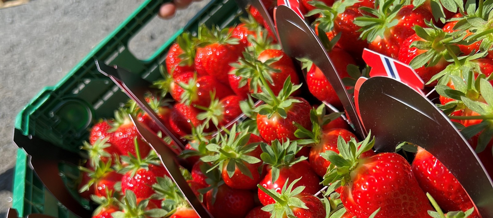 Rekordlang sesong for norske jordbær!