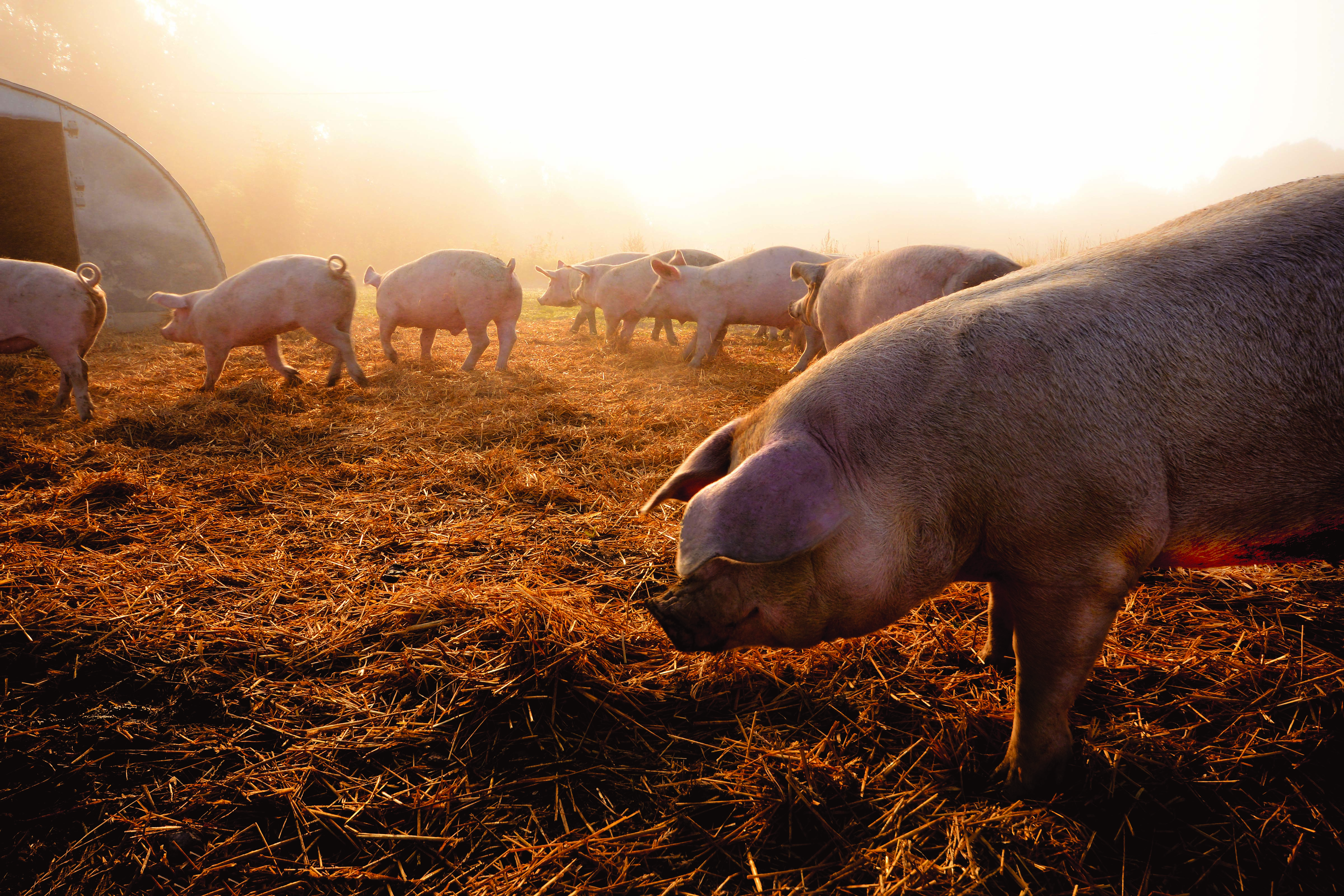 Ingen tvil om våre krav til god dyrevelferd
