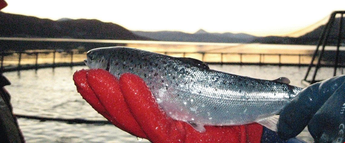 Lansering av Gla’laks - Invitasjon til frokostseminar