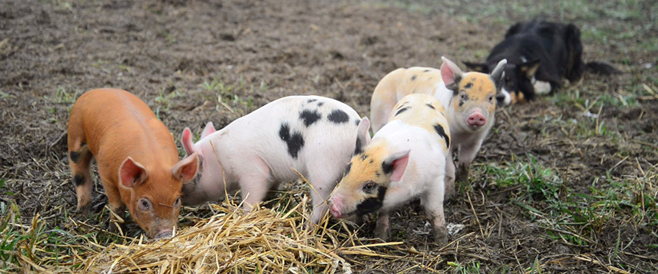 Julenøtter fra Grøstadgris