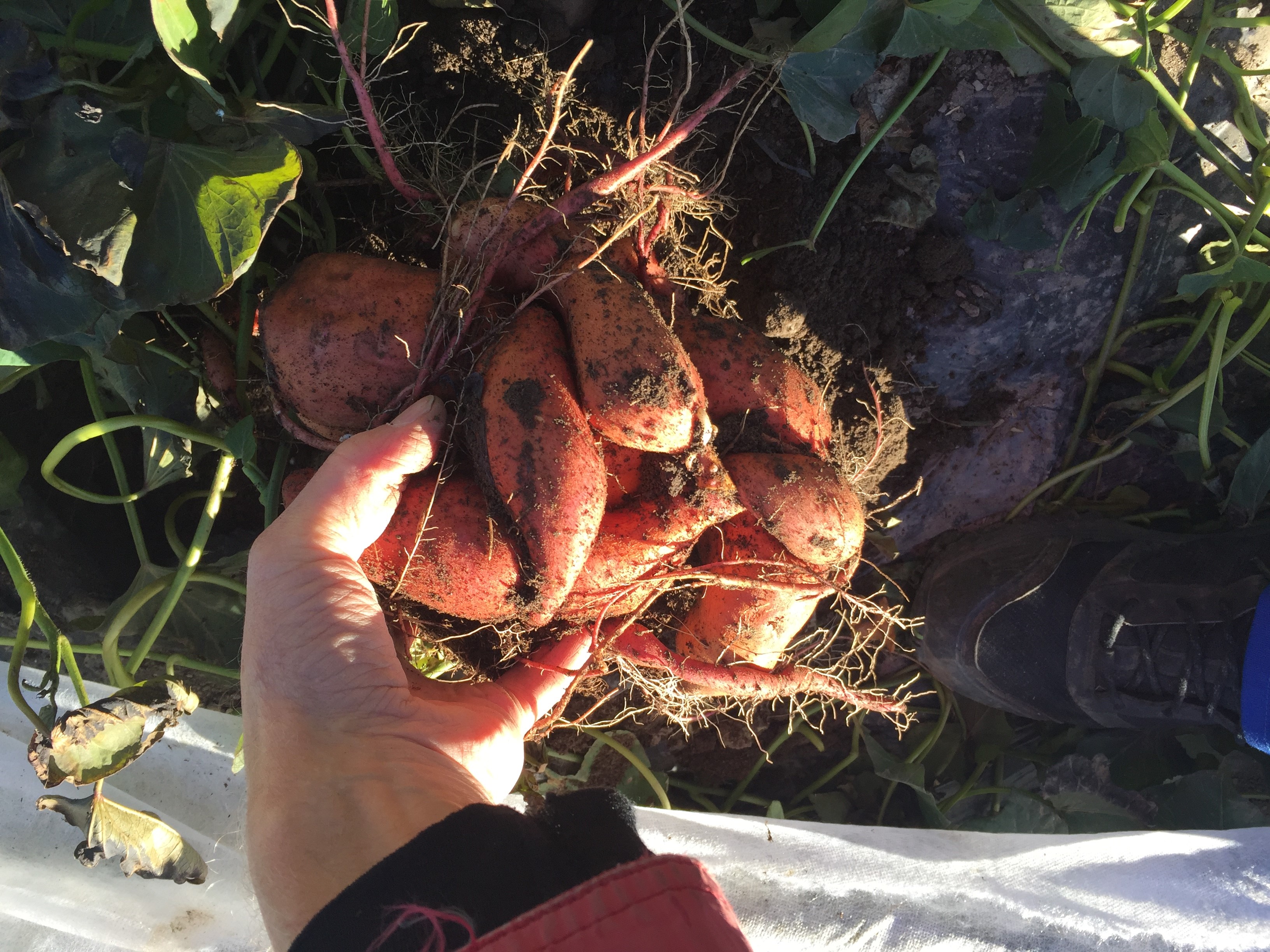 Eksotisk trendgrønnsak skal bli norsk