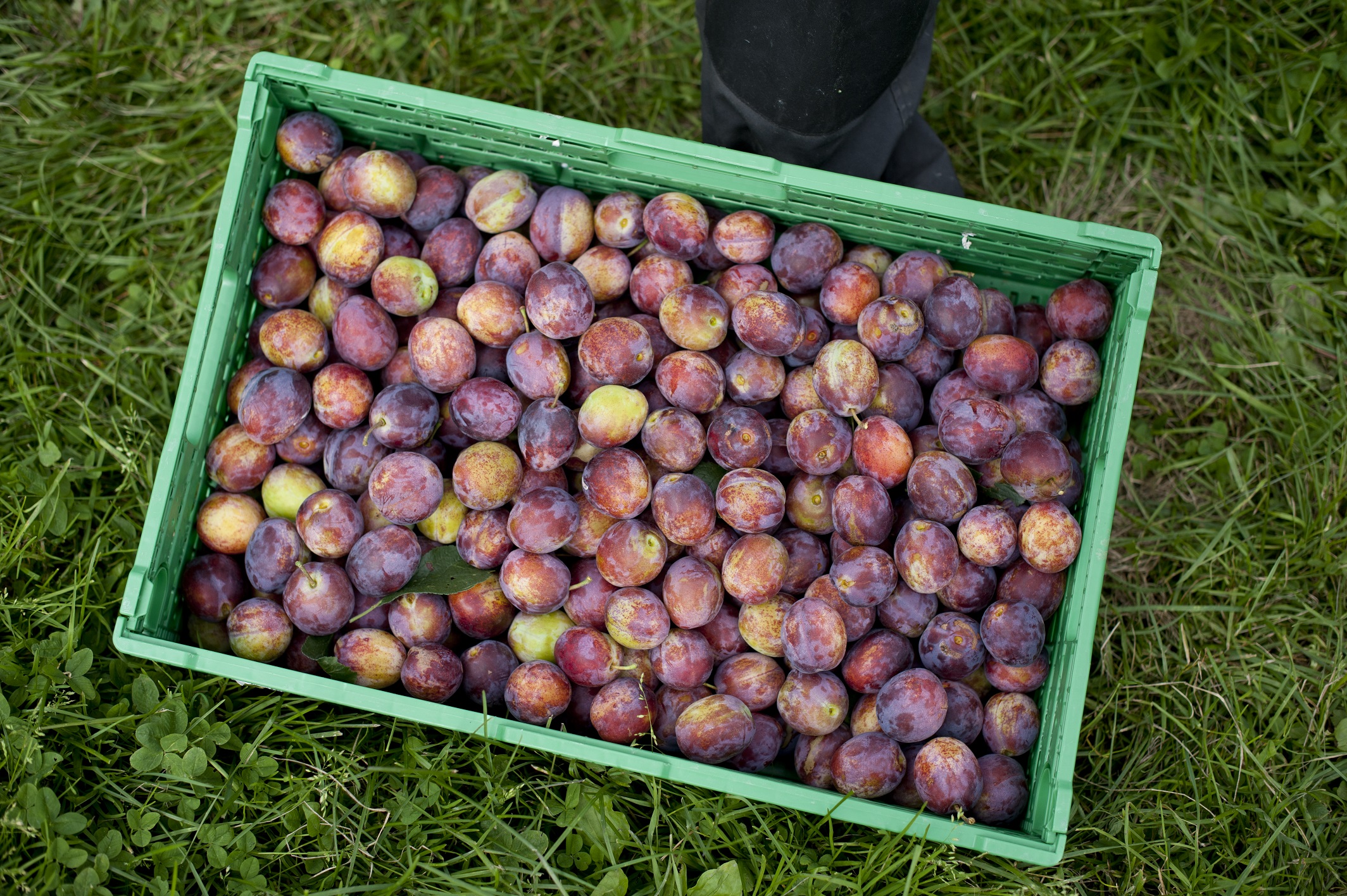 Tidenes salg av norske plommer